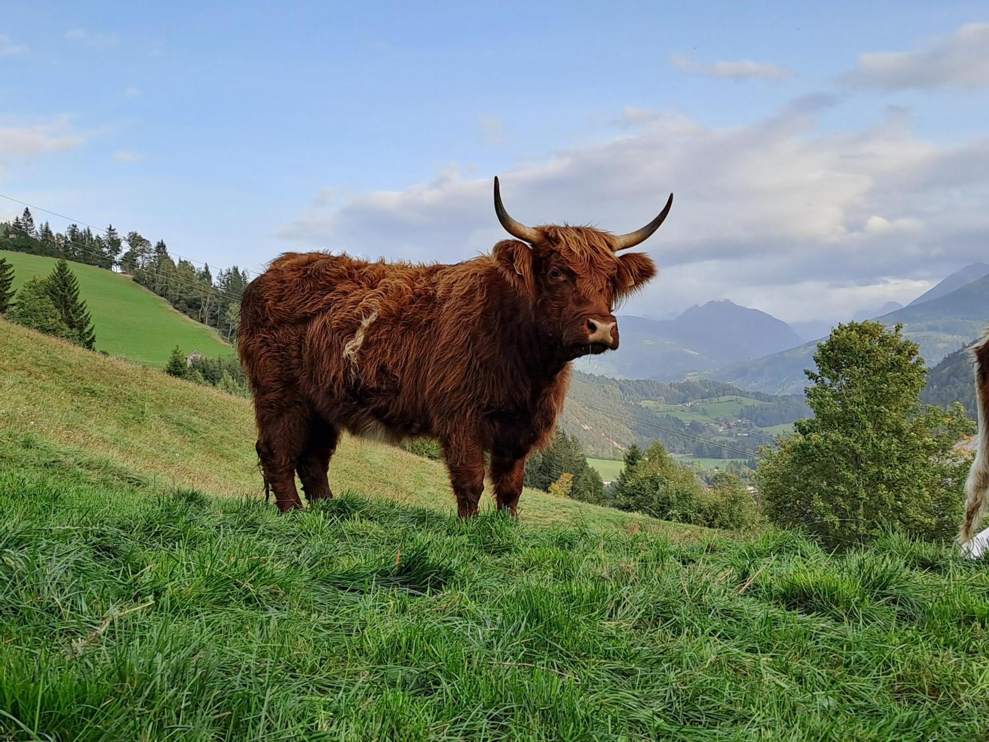 Ferienhaus Lechnerhof Schladming Bagian luar foto